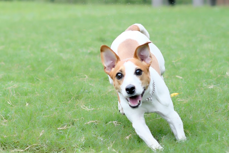 走る犬